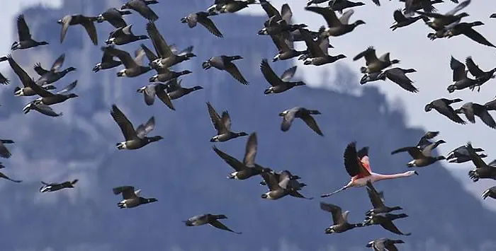 Couette-café Le Clos Saint Jean Dragey-Ronthon